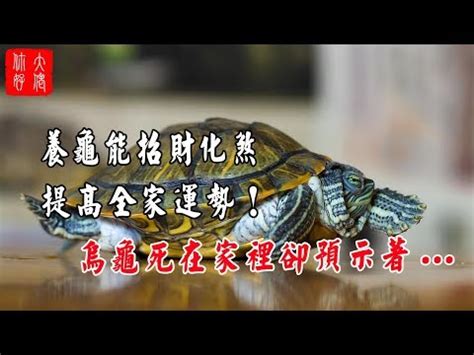 龜殼寓意|【烏龜象徵意義】揭秘烏龜的象徵意義：從寓意到古老。